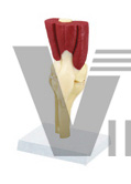 Human knee joint with muscles and ligament